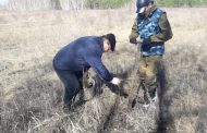 Из-за нехватки спецтехники лесничие Костанайской области не могут ни озеленить, ни защитить зеленые зоны