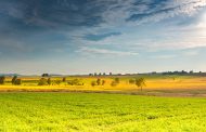 Костанайским аграриям на заметку: челябинские поля заражены блошками
