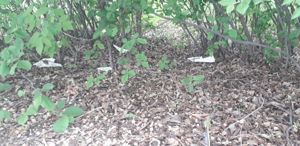 IMG-20190529-WA0002