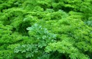 На Южном Урале запретили ввоз сомнительной зелени из Казахстана
