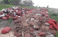 Житель поселка Джамбул готов бесплатно раздать десятки тонн картофеля