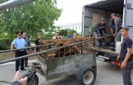 Медведицу Катю «освободили» из Костанайской колонии