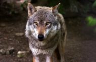 В Челябинске опровергли слухи о нашествии волков из Казахстана