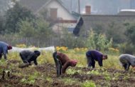 Дачники Костаная рискуют остаться без урожая в этом сезоне