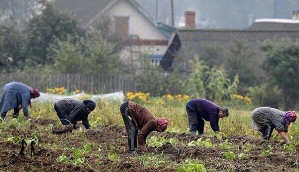 Дачники Костаная рискуют остаться без урожая в этом сезоне