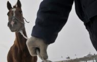 Преступная группа занималась отстрелом домашнего скота в Костанайской области