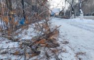 Костанайцы запечатлели спиленные ветви тополей и клена на пр.Аль-Фараби