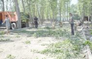 В Костанае есть правила защиты зеленых насаждений, но их никто не соблюдает