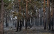 Пожарным, которые боролись с огнем Аулиекольском районе, до сих пор не выплатили обещанные премии