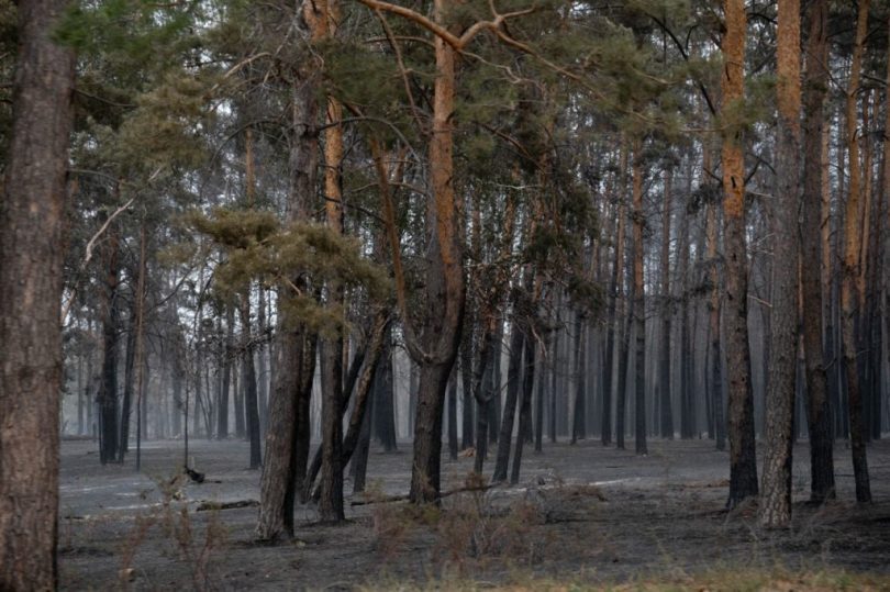 Пожарным, которые боролись с огнем Аулиекольском районе, до сих пор не выплатили обещанные премии