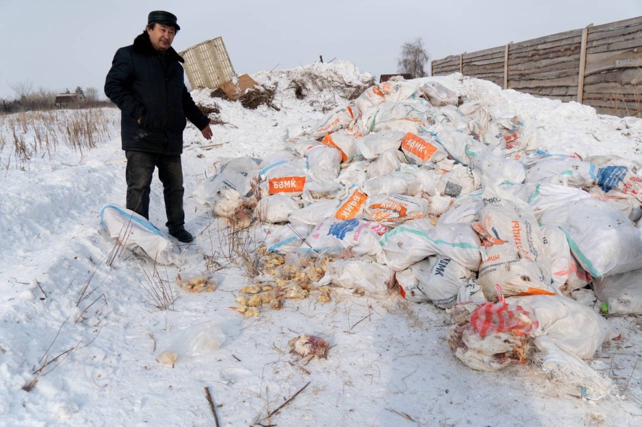 В Костанайском районе около собачьего приюта образовалась свалка из куриных туш