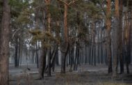 Тома уголовного дела в отношении бывшего директора КГУ «Басаманское учреждение лесного хозяйства» Асхата Жакашева застряло между прокуратурой и судом
