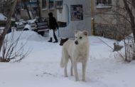 Зооволонтеры Костаная считают, что снос частного сектора приведет к росту бездомных животных