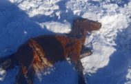 В Сарыкольском районе повсеместный падеж лошадей