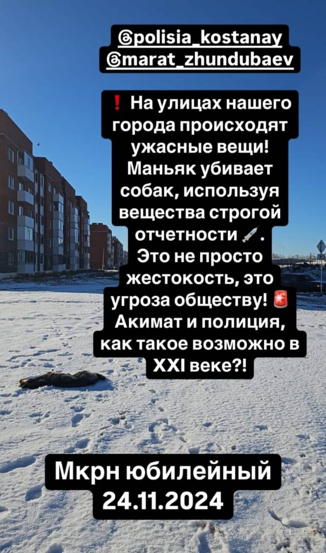 В Костанае от отравления продолжают в мучениях умирать собаки