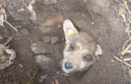 В поселке Октябрьском заживо закопали щенка под окнами жилого дома