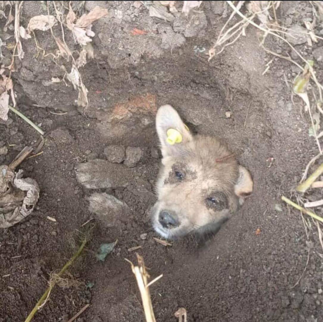 В поселке Октябрьском заживо закопали щенка под окнами жилого дома