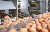 В Костанайской области строится птицефабрика мощностью 200 млн яиц в год
