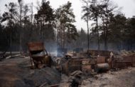 «Бөгденің қайғысынан пайда табу»: Қазақстан ормандарындағы өрттен кейін не қалады?