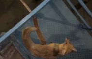 Одна жительница Житикары пострадала при контакте с диким животным