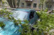 Суд признал ошибку: в Костанае акимат всё-таки ответит за упавшее дерево