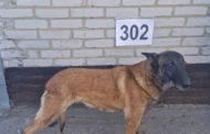 Служебные собаки из Костанайской области получили шанс на счастливую старость
