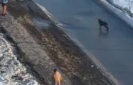 Защищался или проявил жестокость? — почему в Костанае мужчина ранил овчарку ножом