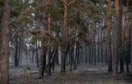 Инвестор утвержден: в Аулиекольском районе будет реализован проект по строительству деревообрабатывающего завода