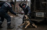 В Наурзумском районе отлов и ликвидацию бездомных животных будет осуществлять компания, занимающаяся ресторанным бизнесом